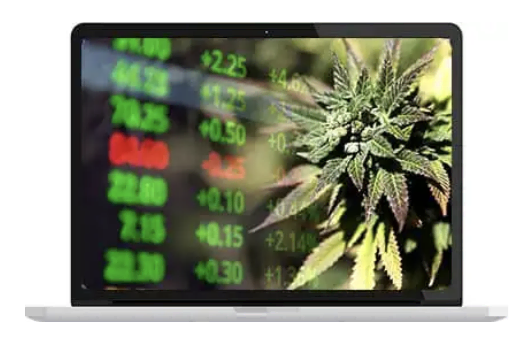 Le millionnaire de la weed sur un ordinateur portable